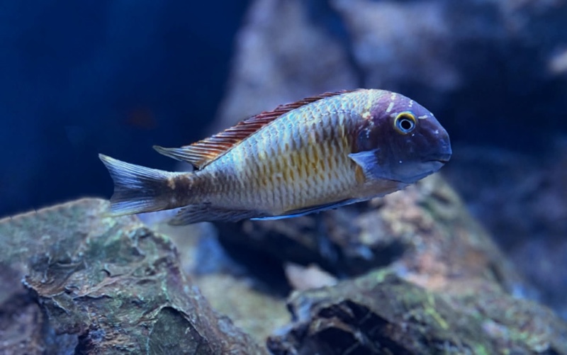 Tropheus moorii 'Kantalamba'